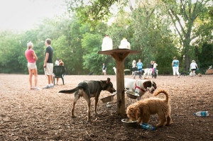 dogs and people at a dog park